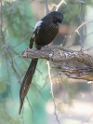 Magpie Shrike